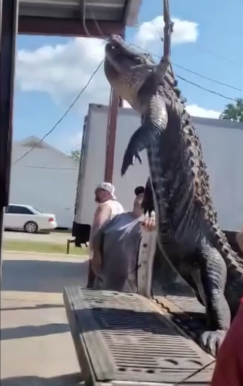 Video of Unloading an alligator